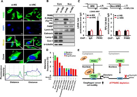 Figure From Vacuolar H Atpase Subunit V C Regulates Aerobic