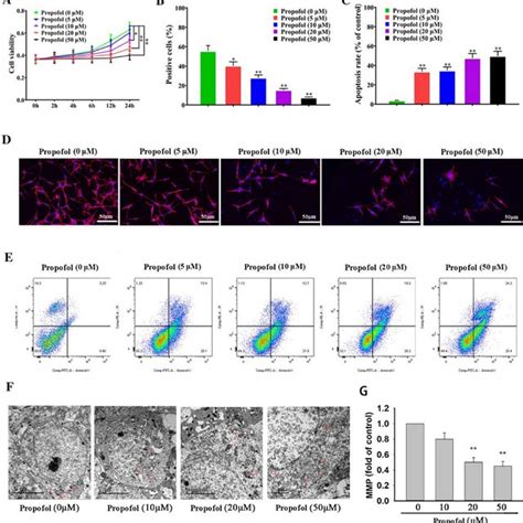 Propofol Inhibits Nscs Proliferation Differentiation And Promotes