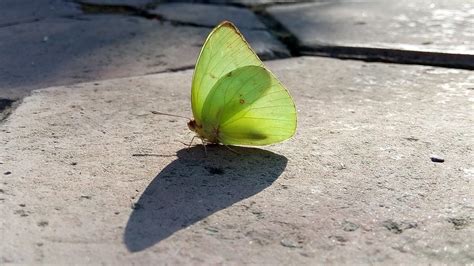 Fotos Gratis Naturaleza Ala Hoja Flor P Talo Verde Insecto