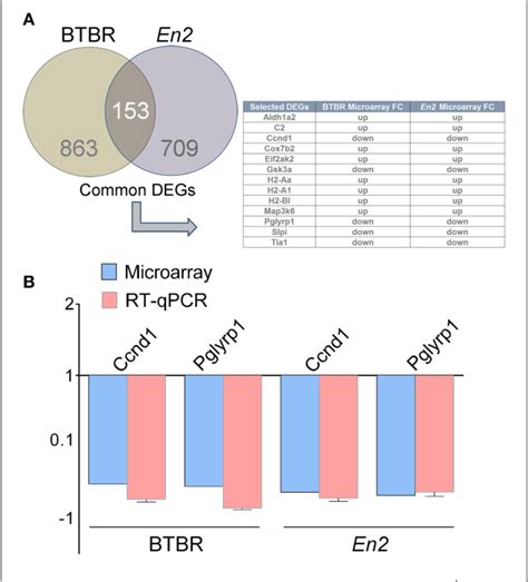 Figure From Comparative Gene Expression Analysis Of Two Mouse Models