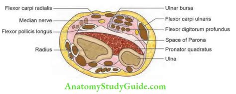 Acute Lymphangitis Of The Hand Foot Infections And Tendon Transfer ...