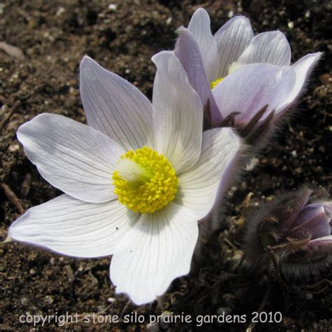 Pasque Flower Anemone Patens Wolfgangiana Stone Silo Prairie Gardens