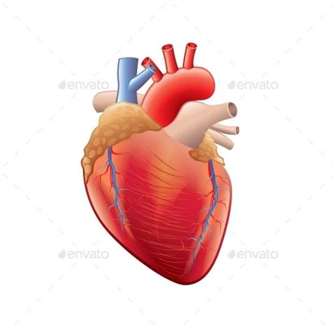 Human Heart Anatomy | Cosas interesantes, Corazones