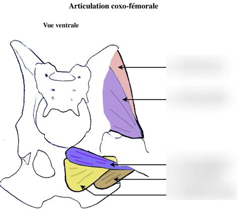 ACF M Profonds Fessier Vue Ventrale Diagram Quizlet