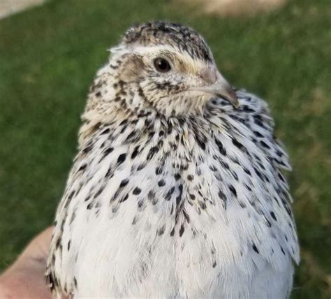 Pheasant eggs, Hatching eggs, Quail