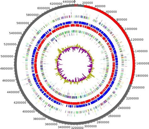 Graphical Circular Map Of The Genome Of Parabacteroides Timonensis