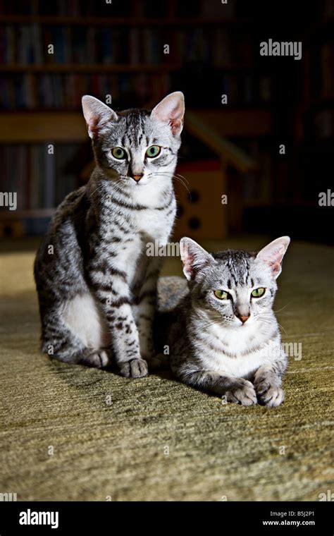 Egyptian Mau kittens Stock Photo - Alamy