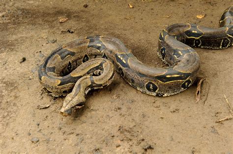 Cobras não peçonhentas espécies características Animais InfoEscola