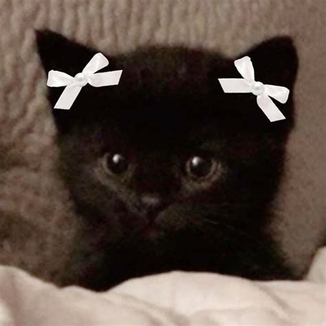 Cocette Pfp In 2024 Cute Black Cats Pretty Cats Silly Cats Pictures