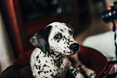 Dalmatian Dog Complete Guide Animal Corner