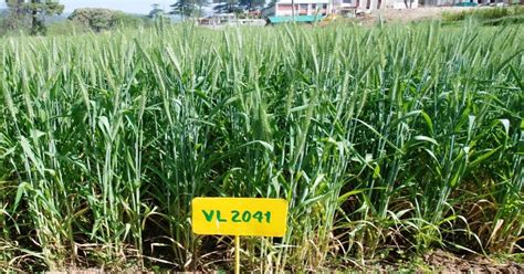 New Wheat Variety विवेकानन्द पर्वतीय कृषि अनुसंधान संस्थान ने विकसित की गेहूं की Vl 2041