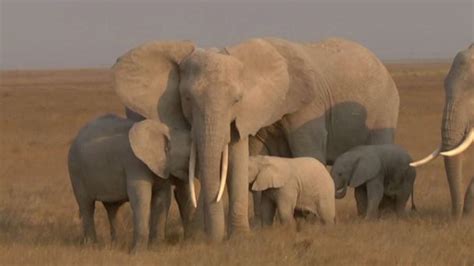 Video African elephants closer to extinction than ever before - ABC News