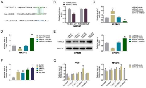 Mir Functions As A Potential Tumor Suppressor In Gastric Cancer By