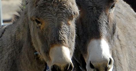 Feds To Corral Wild Burros In Rural Nevada West Of Las Vegas