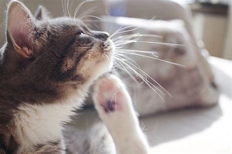 6 Home Remedies for Fleas on Cats