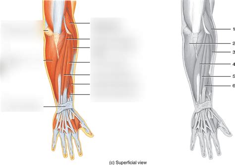 Forearm Muscles Posterior Superficial View Diagram Quizlet