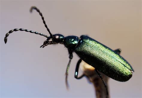 Emerald Green Beetle Identification