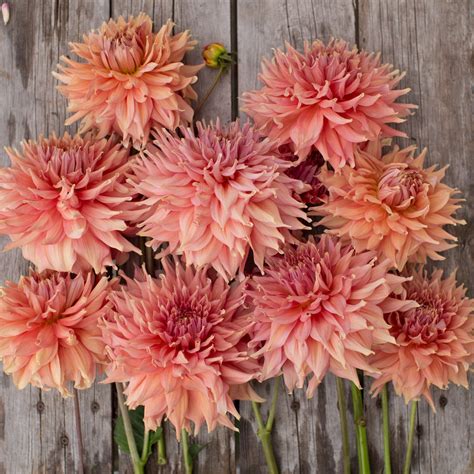 Dahlia Fairway Spur – Floret Flower Farm