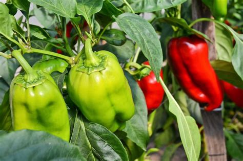 Australian Grow Guide: Capsicum | Ultimate Backyard