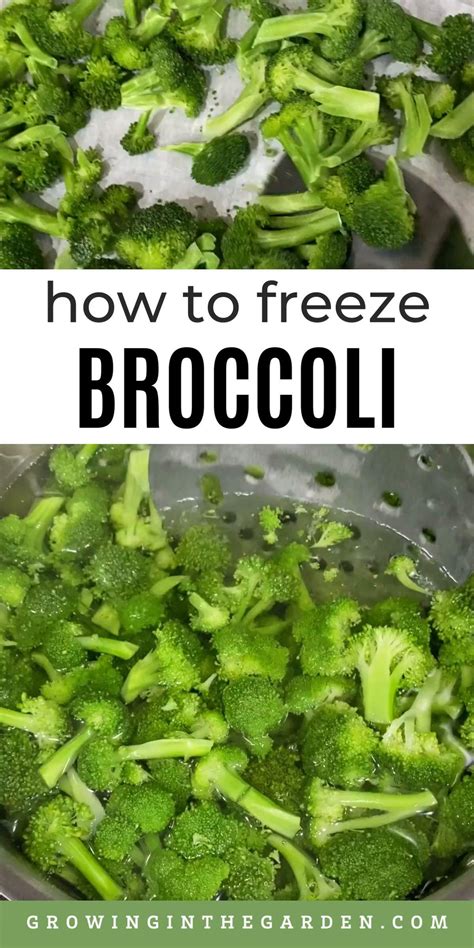 Five Tips For Growing Broccoli Artofit