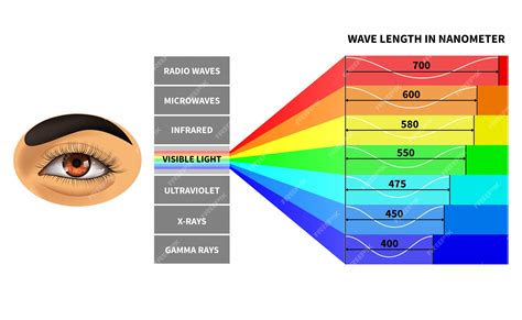 Modelo De Espectro De Luz Visível Vetor Premium