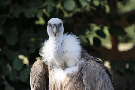 Hd Wallpaper Vulture Griffon Vulture Bird Scavengers Animal World