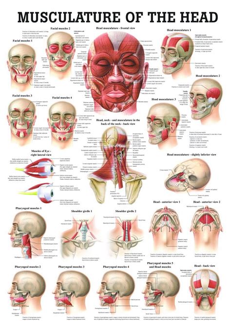 Ruediger PO47e Anatomie Tableau en papier Motif tête de mort 50 x 70 cm