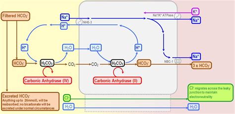 Type 2 renal tubular acidosis and acetazolamide | Acidosis, Renal ...