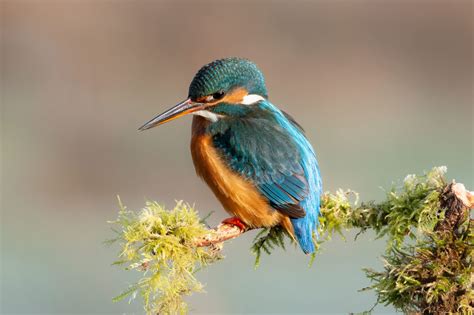 Kingfisher Symbolism & Meaning (+Totem, Spirit, & Omens) | World Birds