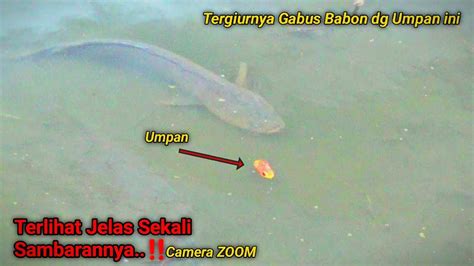 Detik Detik Menegangkan Saat Mancing Casting Ikan Gabus Besar Umpan