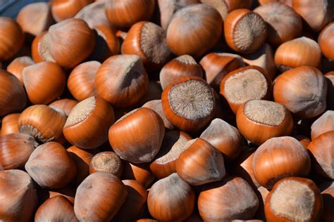 Scientists Breed Hazelnuts As The Next Cash Crop For Midwest Farmers