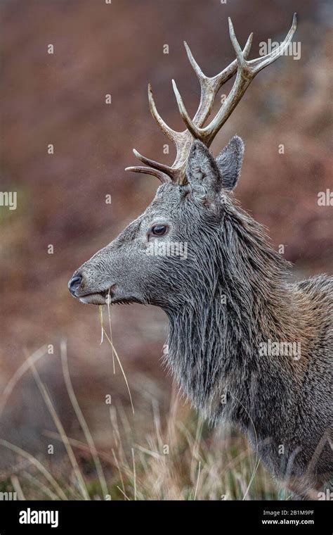 Red Deer stag in Applecross, Scotland Stock Photo - Alamy