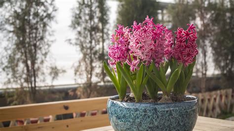 Best hyacinth varieties – 15 seasonal bulb choices | Homes & Gardens