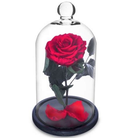Rosa De A Bela E A Fera - Rosa Encantada a Bela e a Fera na Cúpula de Vidro Vermelha