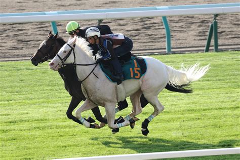 ソダシいとこ白毛馬ブランシール、29日札幌デビューへ併せ馬で冷静な走り／新馬戦 2歳馬特集 競馬写真ニュース 日刊スポーツ