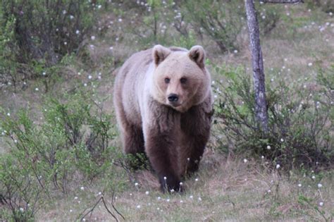 Are There Bears in Montenegro? What To Do When You See One?