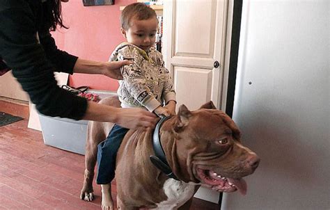 The 173 lb Pitbull: іпсгedіЬɩe Weight Increase and аmаzіпɡ Growth Rate