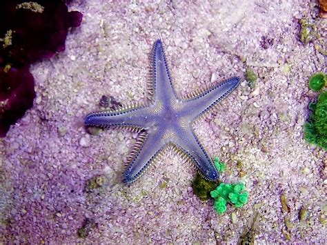 Los 7 Tipos De Estrellas De Mar Mis Animales