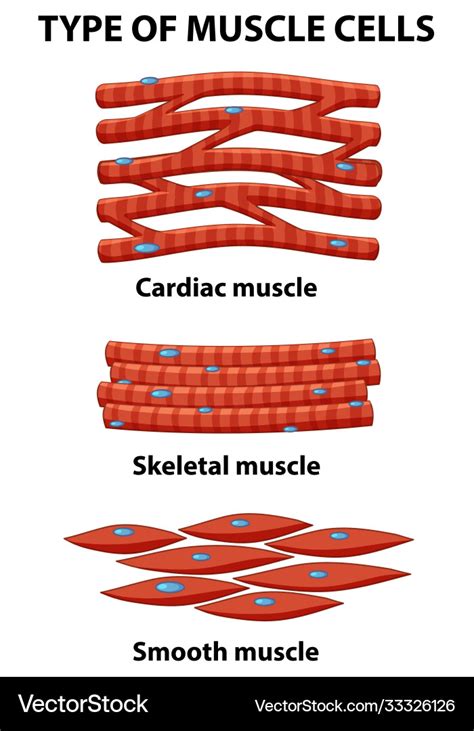 Information Poster Muscle Cells Royalty Free Vector Image