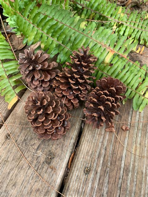 Pine Cones Etsy