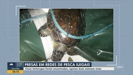 Tartarugas Presas Em Redes De Pesca Ilegais S O Resgatadas Em Itapema