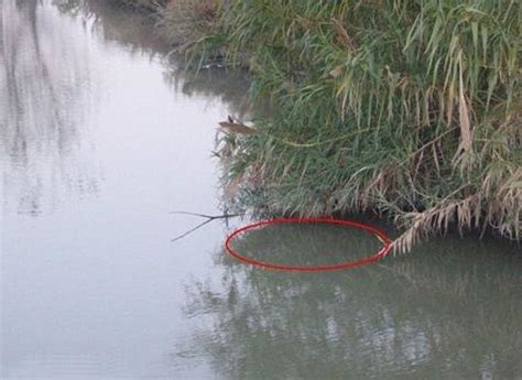 死窩沒口釣不到魚，徹底解決的方法 每日頭條