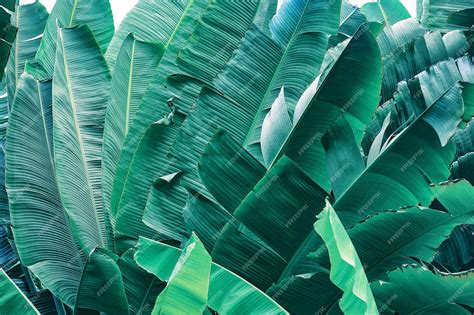 Premium Photo Green Banana Leaf Texture Background