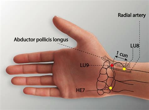 Lu Tai Yuan Lung Meridian Acupuncture Point Acu Meridian Points