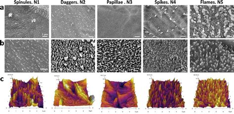 Surface Characterization Of Nanotextured Titanium A B Topview SEM