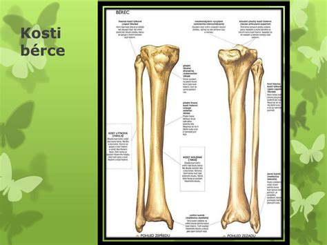 PPT Popis kostry lidského těla PowerPoint Presentation free download