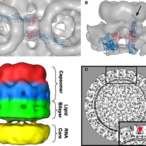 Three Dimensional Structure Models Of RVFV Gn And Gc Proteins A