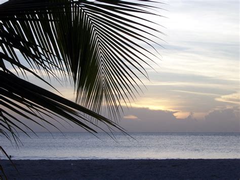 Palm Tree Sunset Free Photo Download | FreeImages