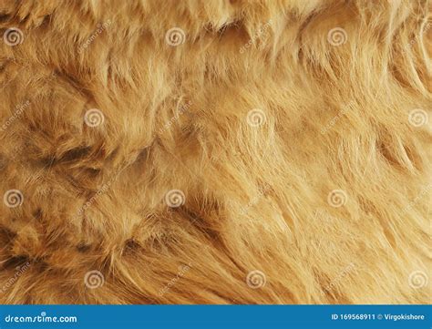 Animal Furs Skin Lion Fur Stock Image Image Of Backdrop 169568911