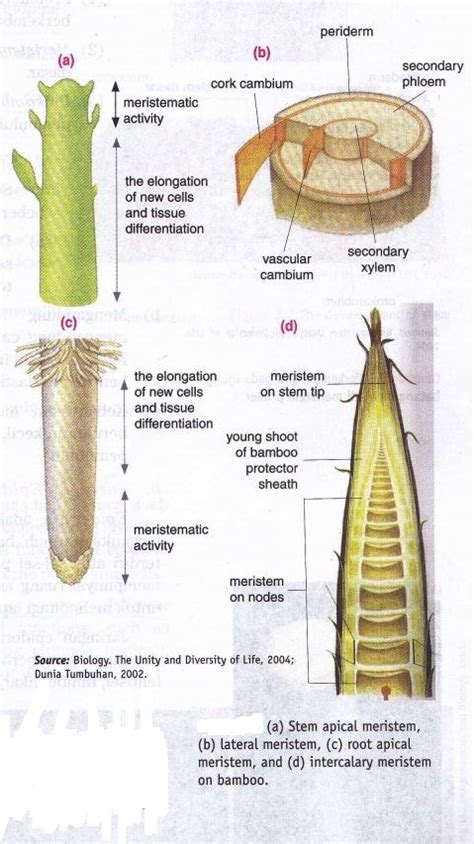 Plant And Animal Tissue New Science Biology